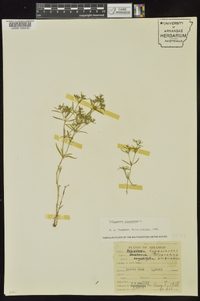 Polypremum procumbens image