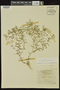 Polypremum procumbens image