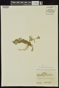 Polypremum procumbens image