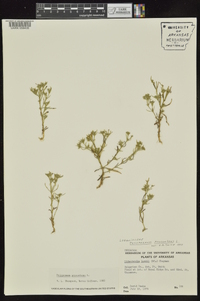 Polypremum procumbens image