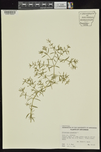 Polypremum procumbens image