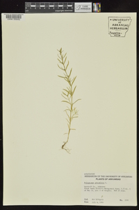 Polypremum procumbens image