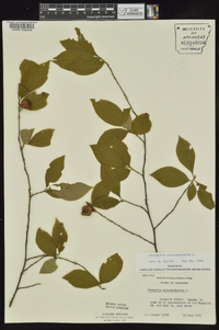 Stewartia malacodendron image