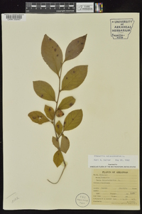 Stewartia malacodendron image