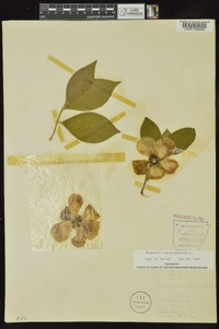 Stewartia malacodendron image