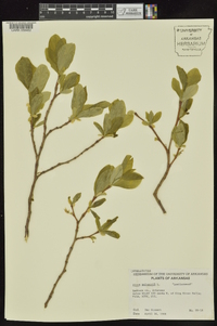 Dirca palustris image