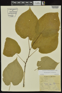 Tilia americana var. americana image