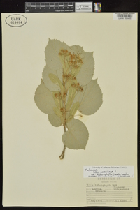 Tilia americana var. heterophylla image