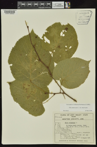 Tilia americana var. americana image