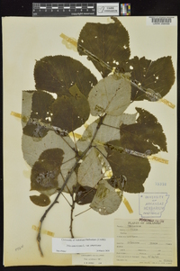 Tilia americana var. americana image