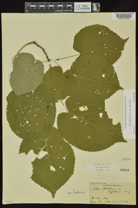 Tilia americana var. americana image