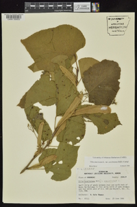 Tilia americana var. caroliniana image