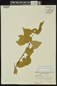 Tilia americana var. caroliniana image