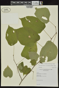 Tilia americana var. caroliniana image