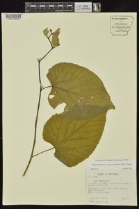 Tilia americana var. caroliniana image