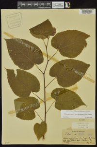 Tilia americana var. caroliniana image