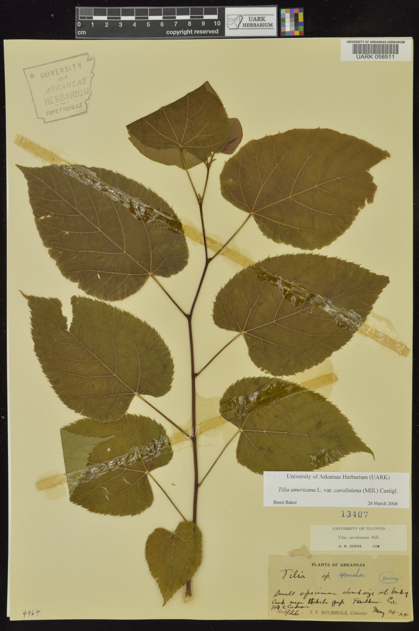Tilia americana var. caroliniana image