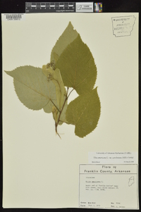 Tilia americana var. caroliniana image