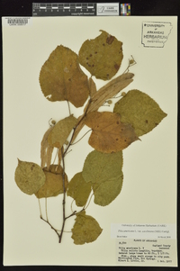 Tilia americana var. caroliniana image