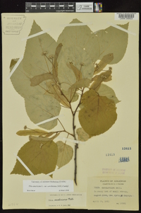 Tilia americana var. caroliniana image