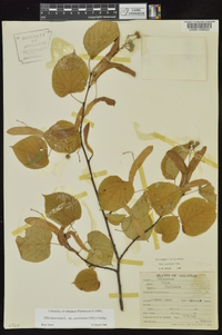 Tilia americana var. caroliniana image