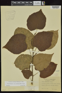 Tilia americana var. caroliniana image