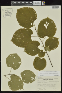 Tilia americana var. caroliniana image