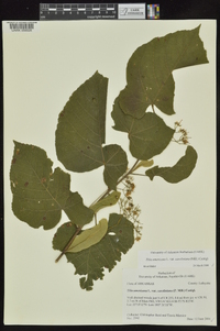 Tilia americana var. caroliniana image