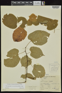 Tilia americana var. caroliniana image