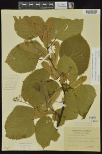 Tilia americana var. caroliniana image