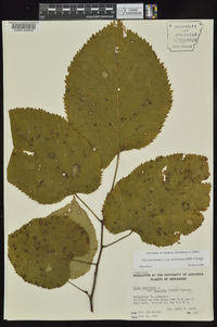 Tilia americana var. caroliniana image