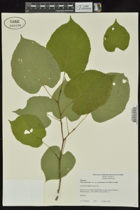 Tilia americana var. caroliniana image