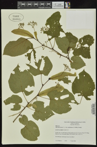 Tilia americana var. caroliniana image