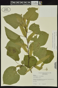 Tilia americana var. caroliniana image