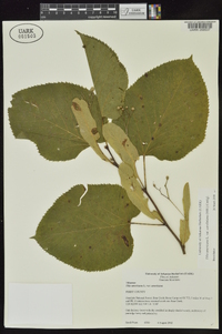 Tilia americana var. caroliniana image