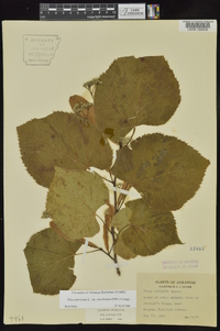 Tilia americana var. caroliniana image