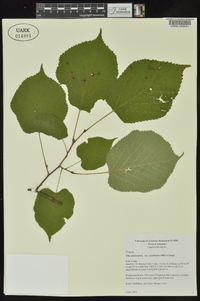 Tilia americana var. caroliniana image