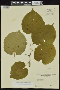 Tilia americana var. caroliniana image