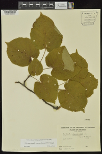 Tilia americana var. caroliniana image