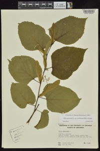 Tilia americana var. caroliniana image