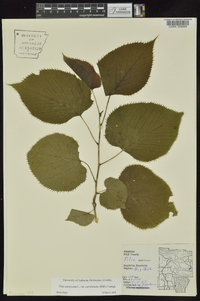 Tilia americana var. caroliniana image