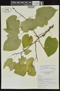 Tilia americana var. caroliniana image