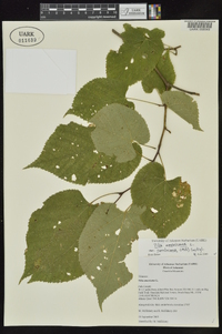 Tilia americana var. caroliniana image