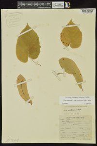 Tilia americana var. caroliniana image