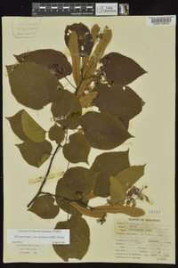 Tilia americana var. caroliniana image