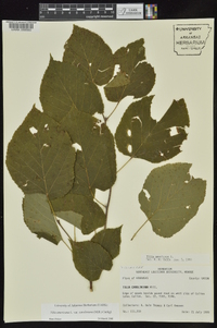 Tilia americana var. caroliniana image