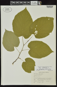 Tilia americana var. caroliniana image