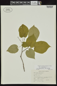 Tilia americana var. caroliniana image