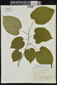 Tilia americana var. caroliniana image