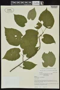 Tilia americana var. caroliniana image